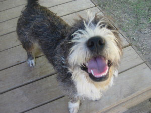 homepage dog
