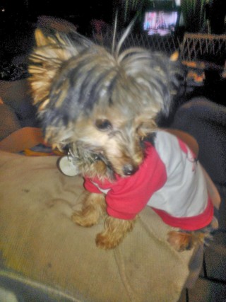 Toby