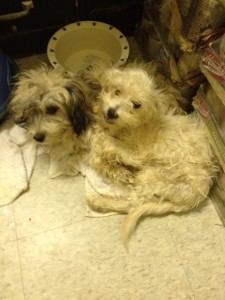 Scrappy, before he was adopted