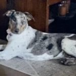 lola-3