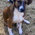 samantha-2